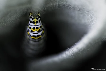 Chenille machaon